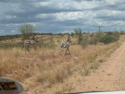 Zebras neben der "Straße"